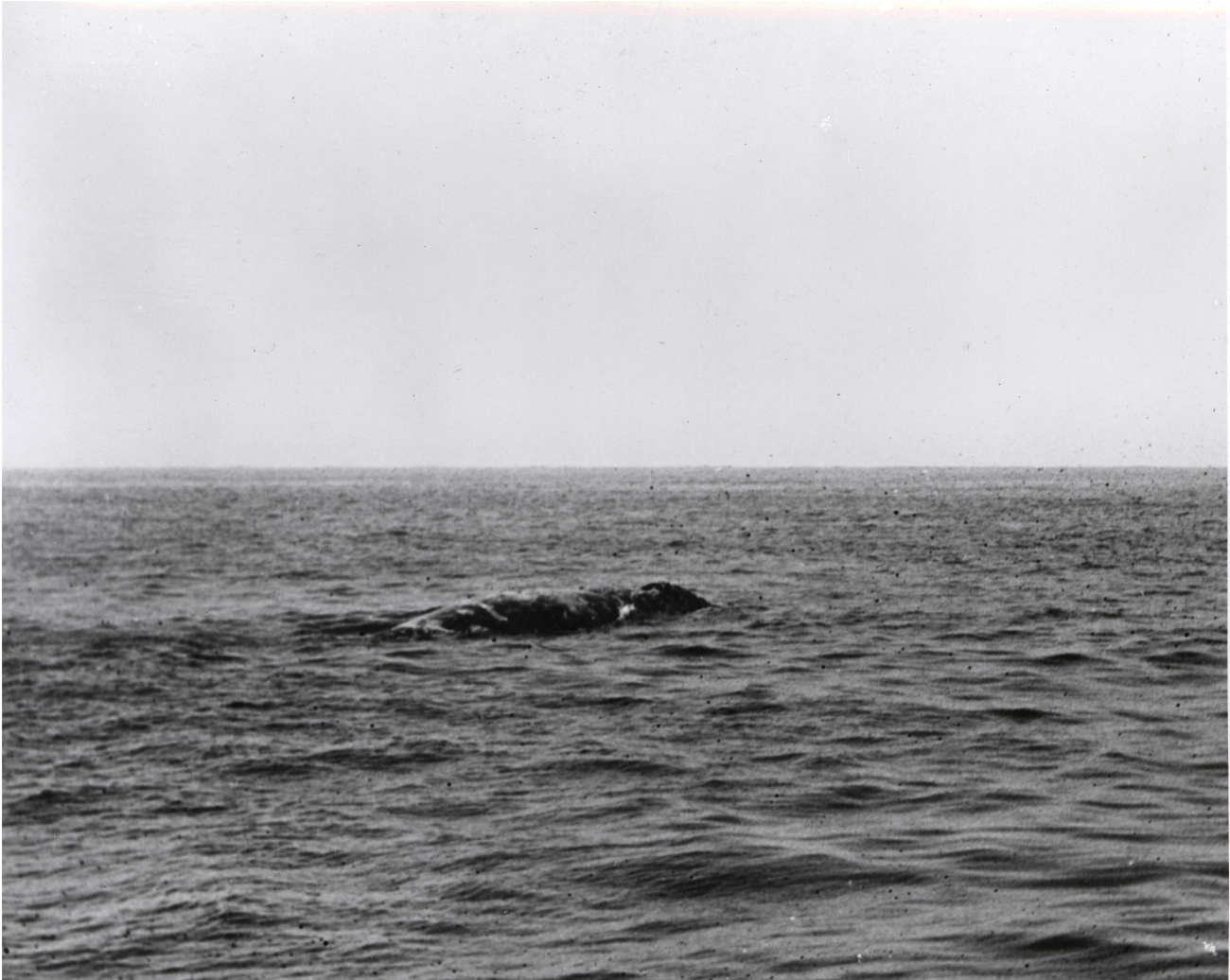 A gray whale on the surface