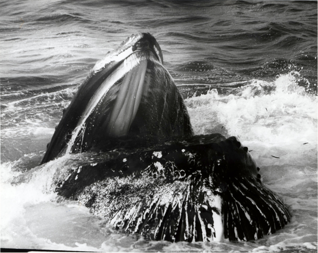 Whale identified as Mars lunge feeding on Stellwagen Bank