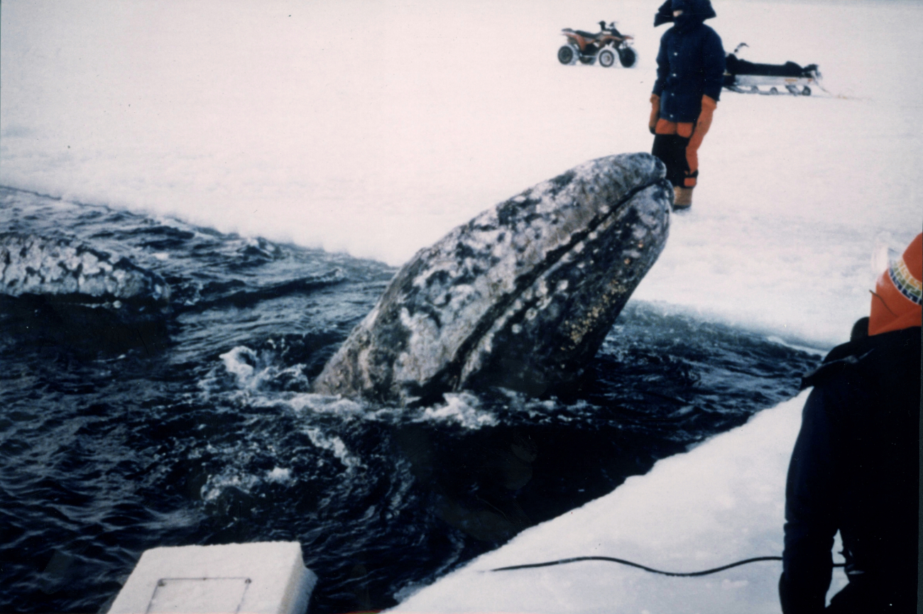Attempting to rescue gray whales trapped in the ice in the Beaufort Sea