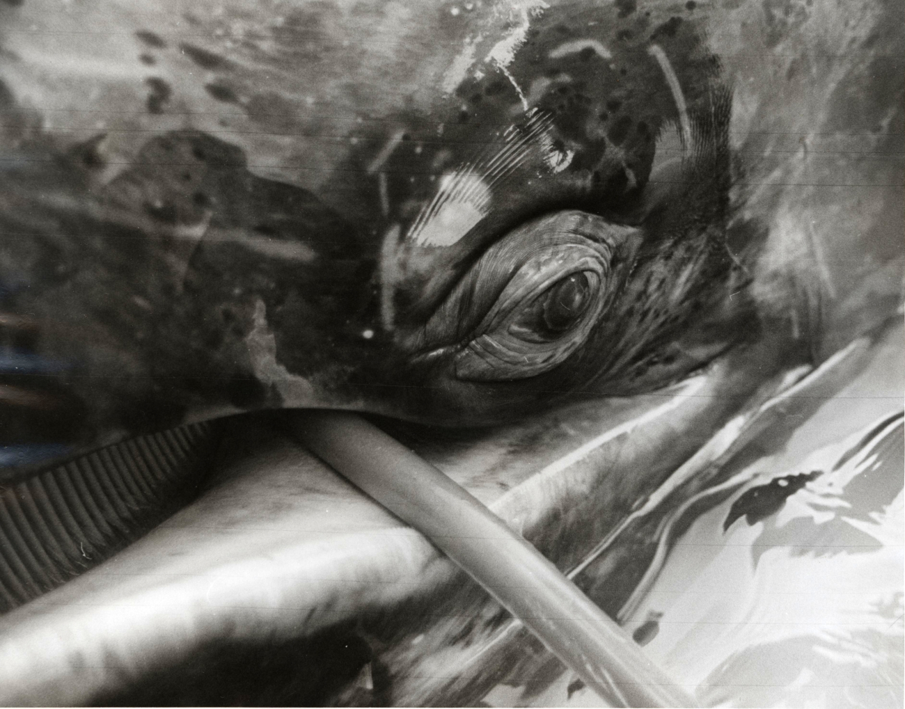 Stomach tube with formula being pumped in to baby gray whale