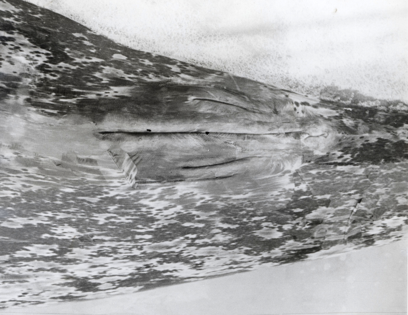 Genital area of gray whale showing mammary grooves typical of the female