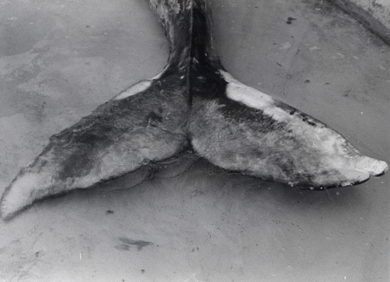 Fluke of gray whale indicating healed tail rope lesions