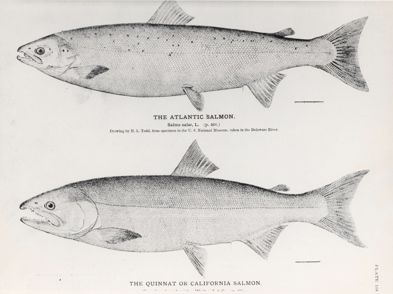 Drawings of Atlantic salmon (Salmo salar) and the Quinnat or California salmon