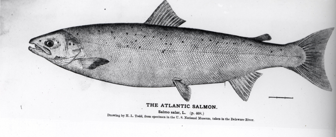 The Atlantic salmon from a specimen taken in the Delaware River (Salmo salar)