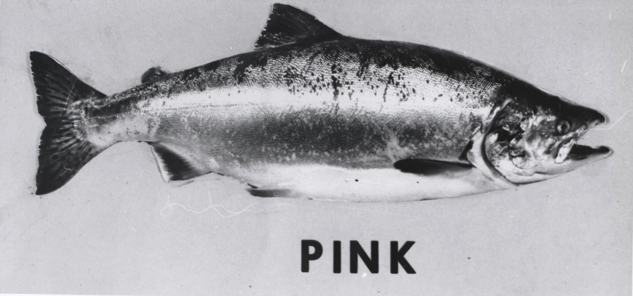 Pink salmon