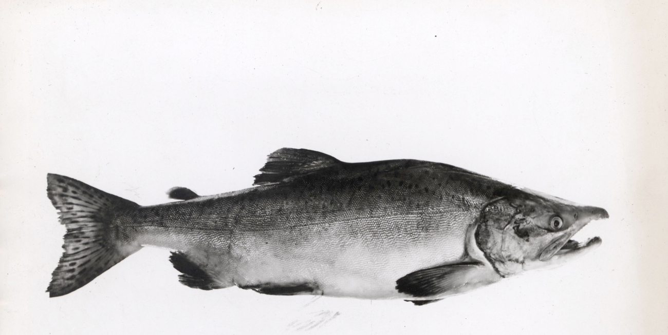 A type of salmon