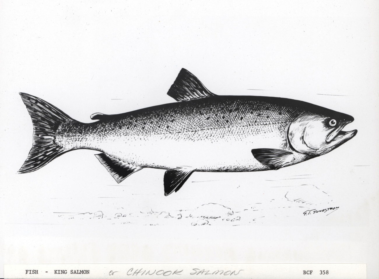 King salmon or chinook salmon drawn by G