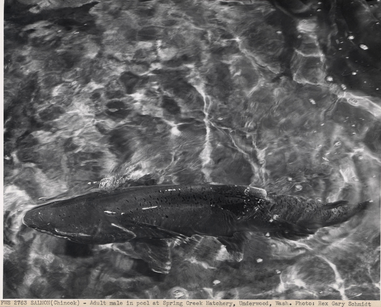 Adult male chinook salmon in hatchery pool at Spring CreekHatchery
