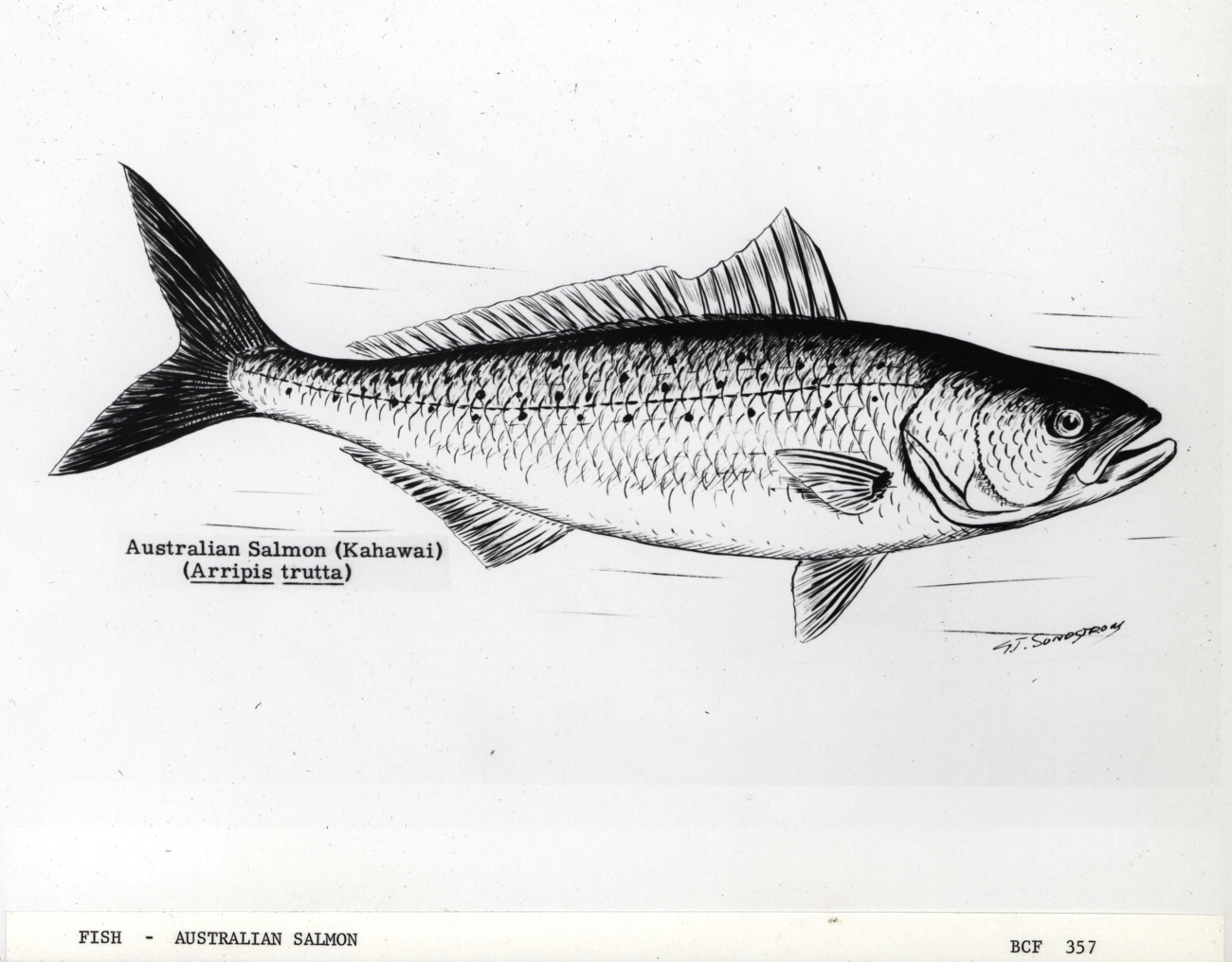 Australian salmon (Kahawai) (Arripis trutta) - artwork by G