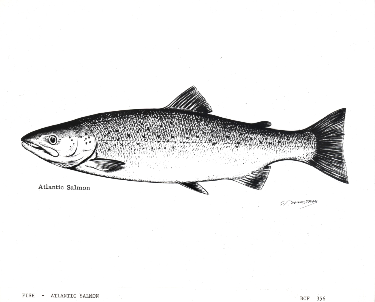 Atlantic salmon - artwork by G