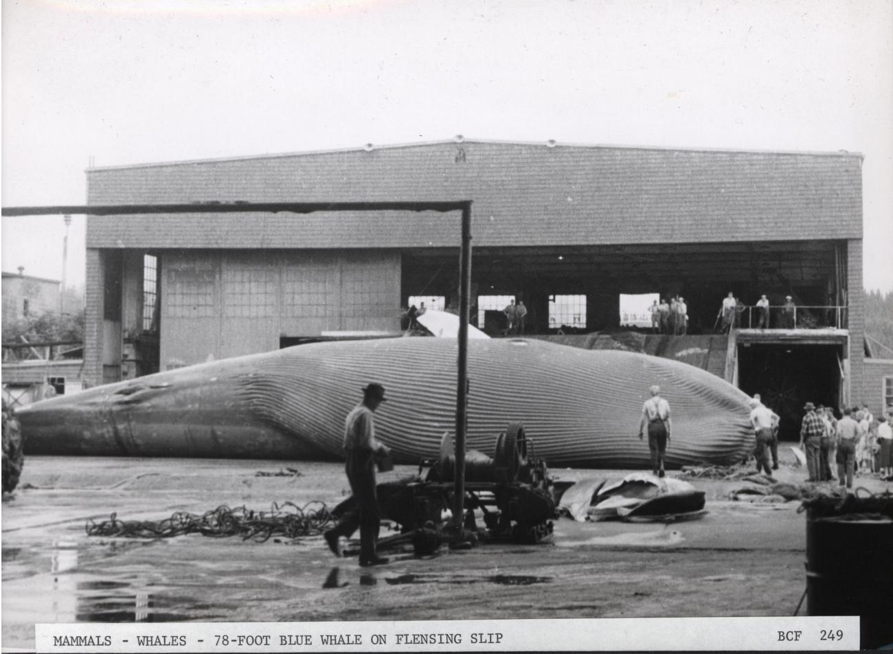 78-foot female blue whale on flensing slip