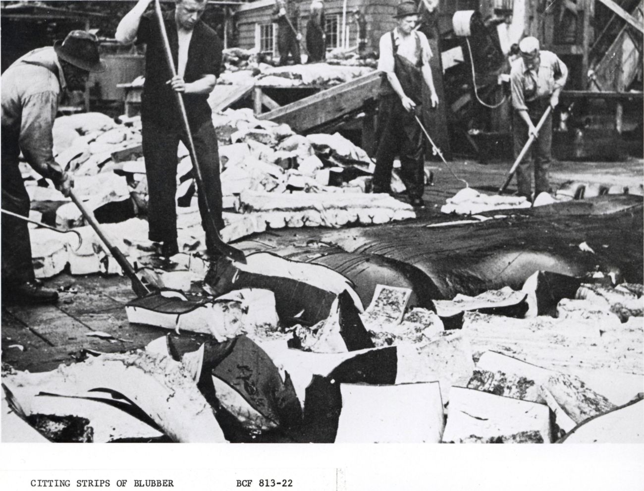 Cutting strips of blubber after a whale is brought to a shore processingfacility