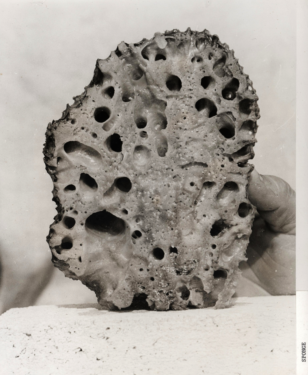 Image from an investigation of Florida commercial sponges