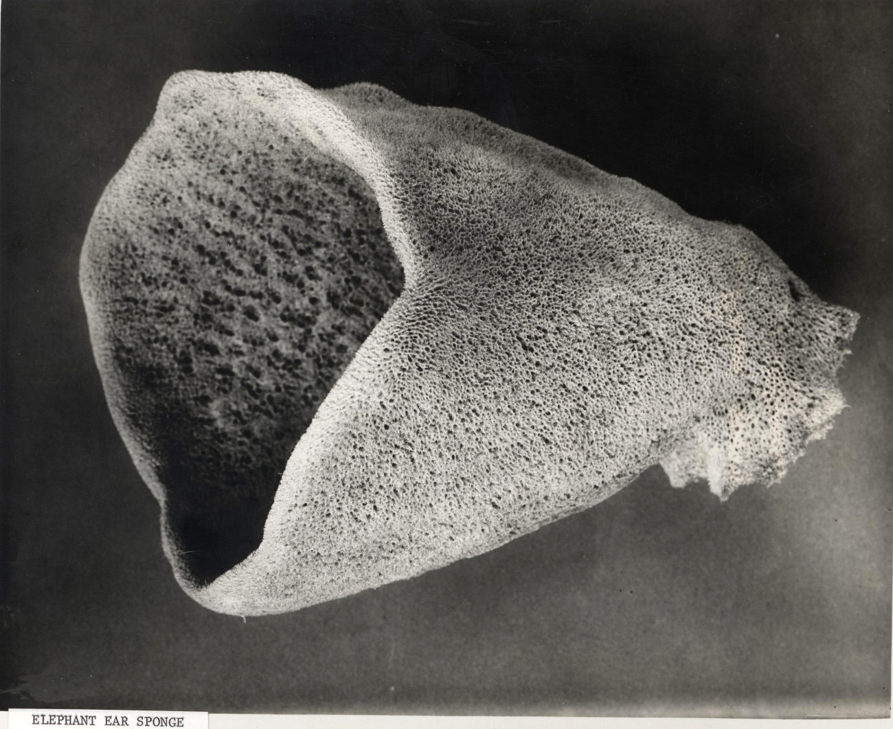 Elephant ear sponge - specimen from Mediterranean Sea