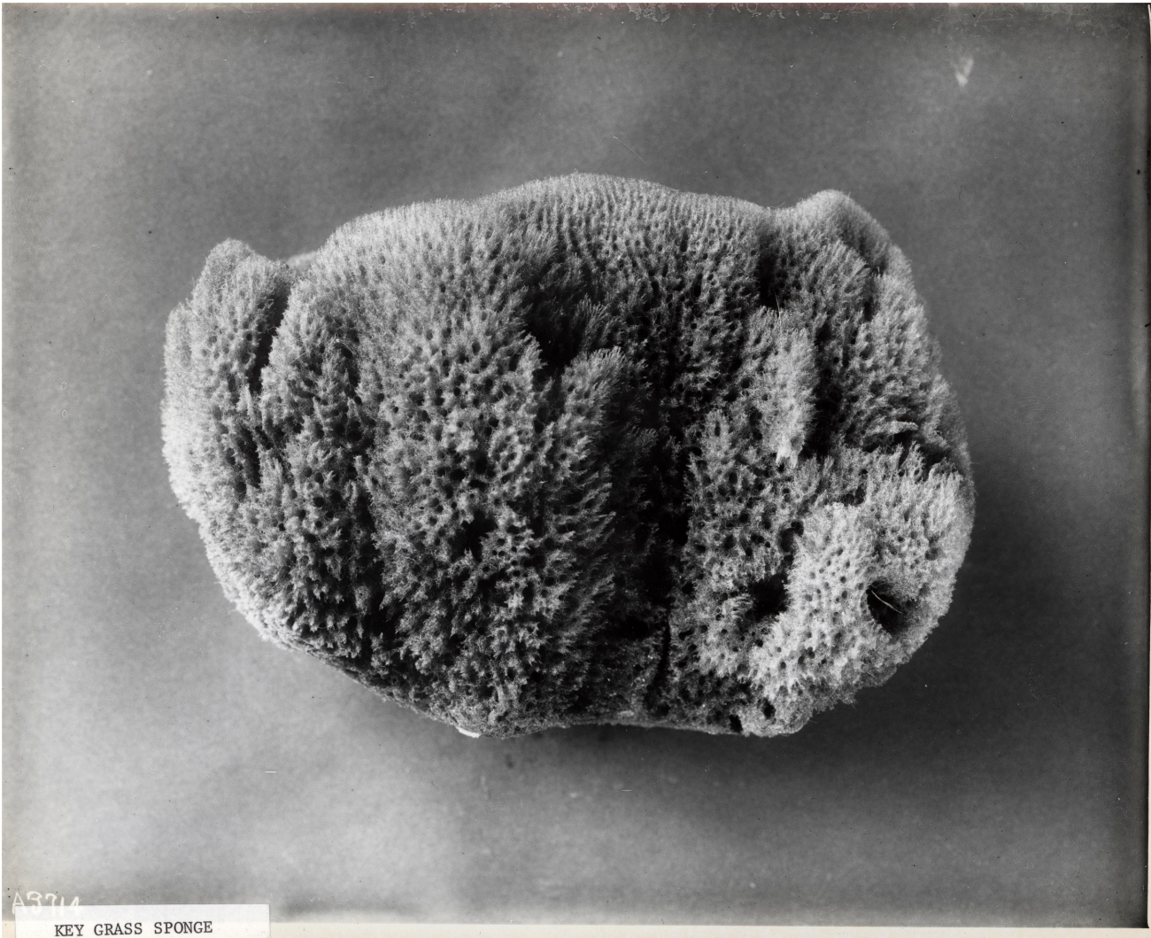 Key grass sponge - specimen from Florida