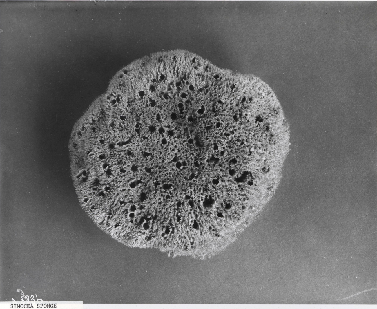 Simocea sponge - specimen from Mediterranean Sea