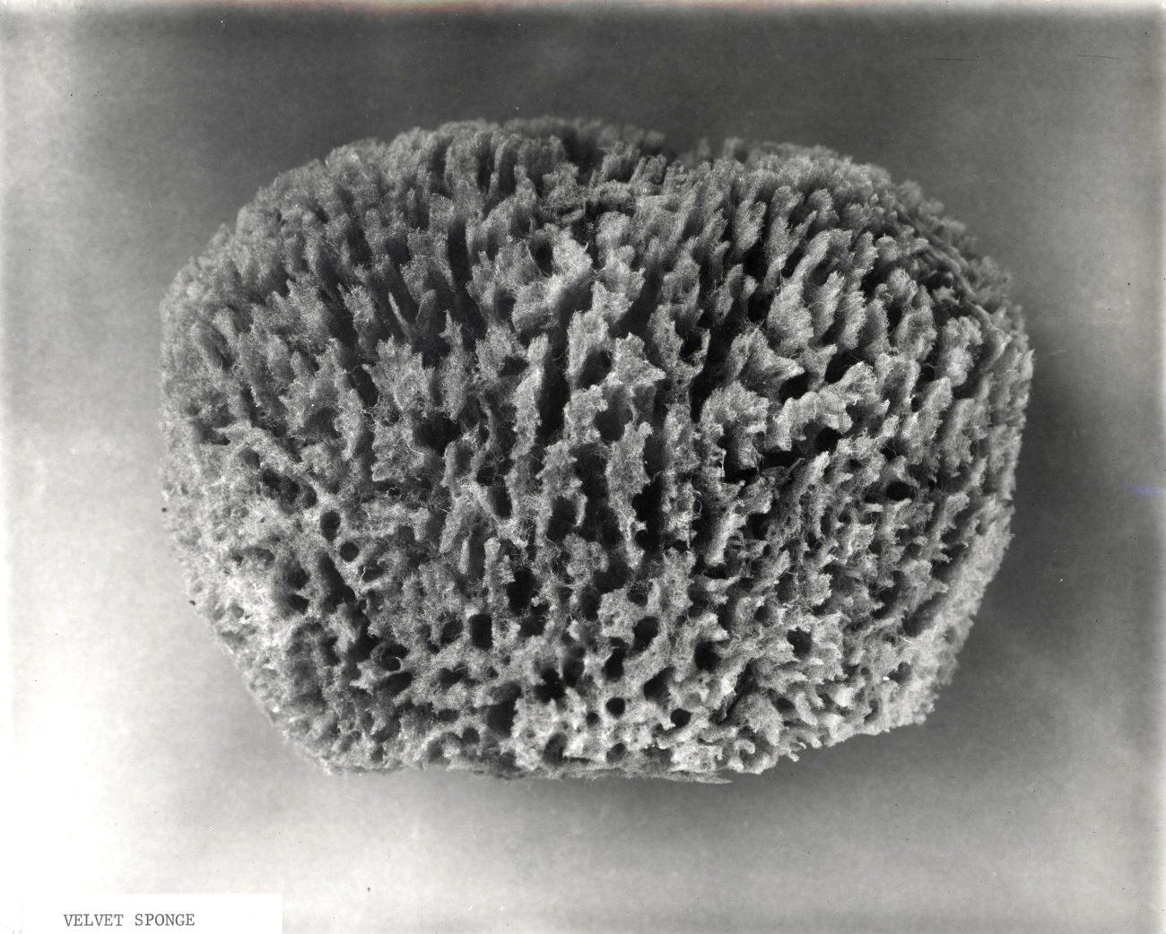 Velvet sponge - specimen from Cuba