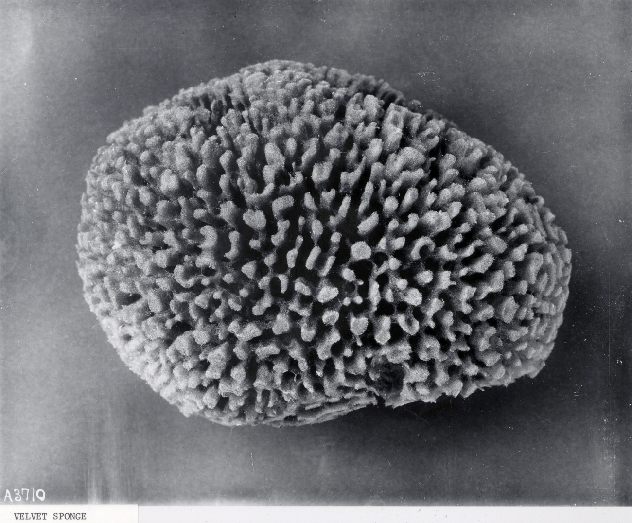 Velvet sponge - specimen from Bahamas