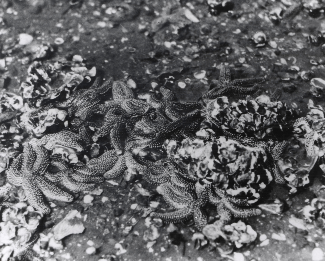 Aggregation of starfish on oyster bed