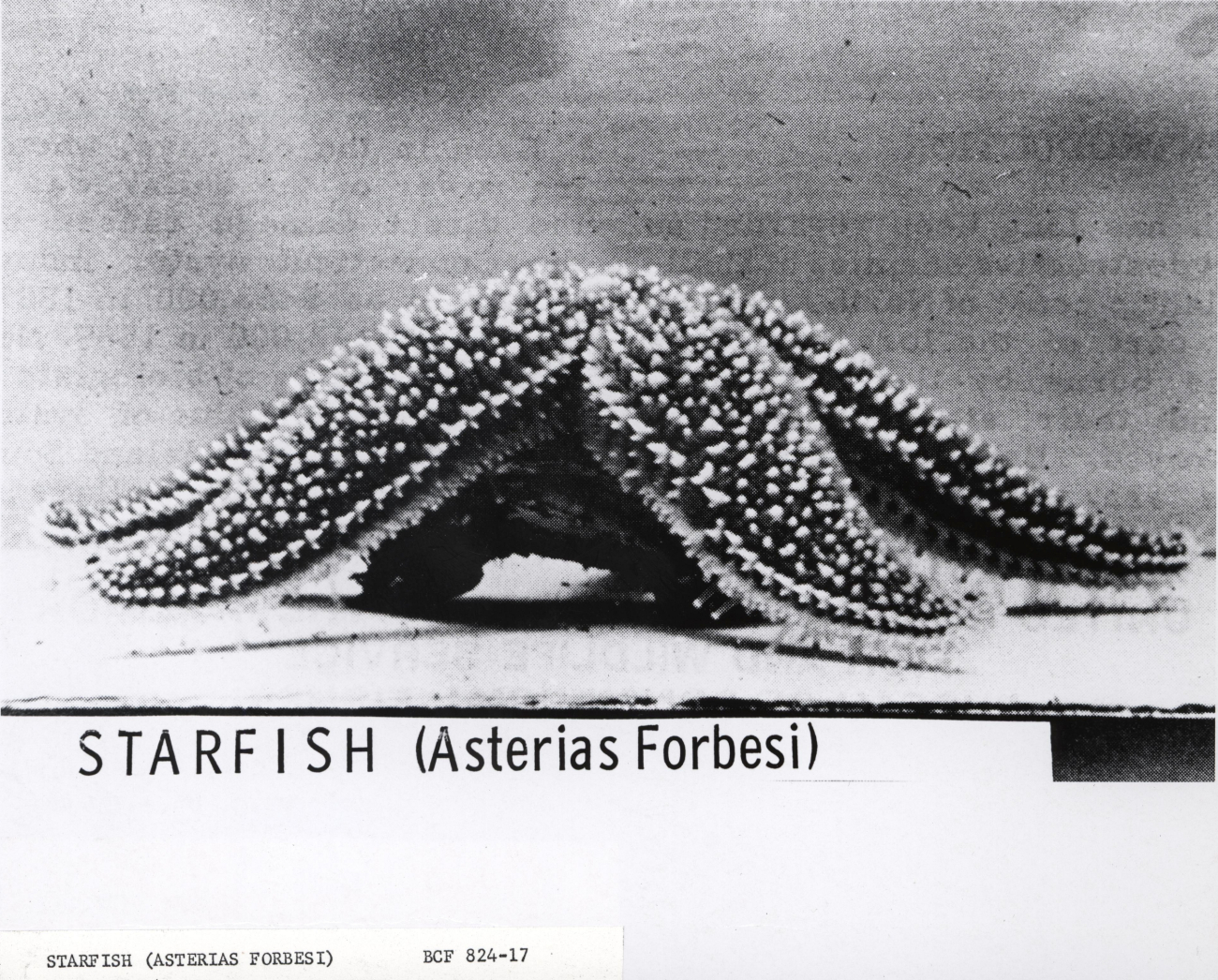 Starfish (Asterias forbesi)