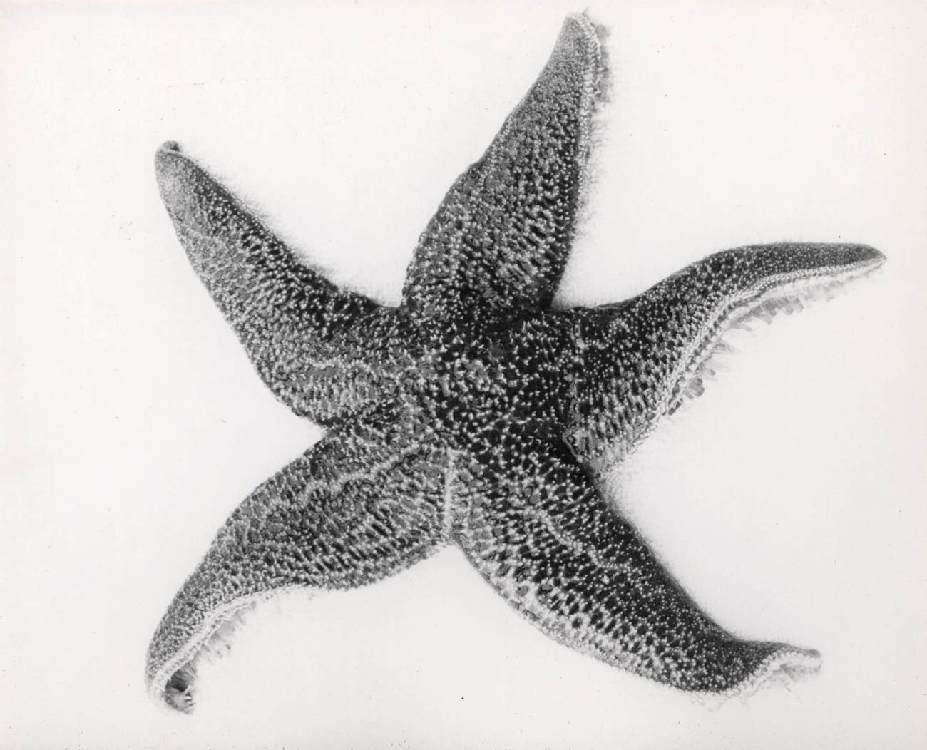 Starfish (Asterias forbesi)