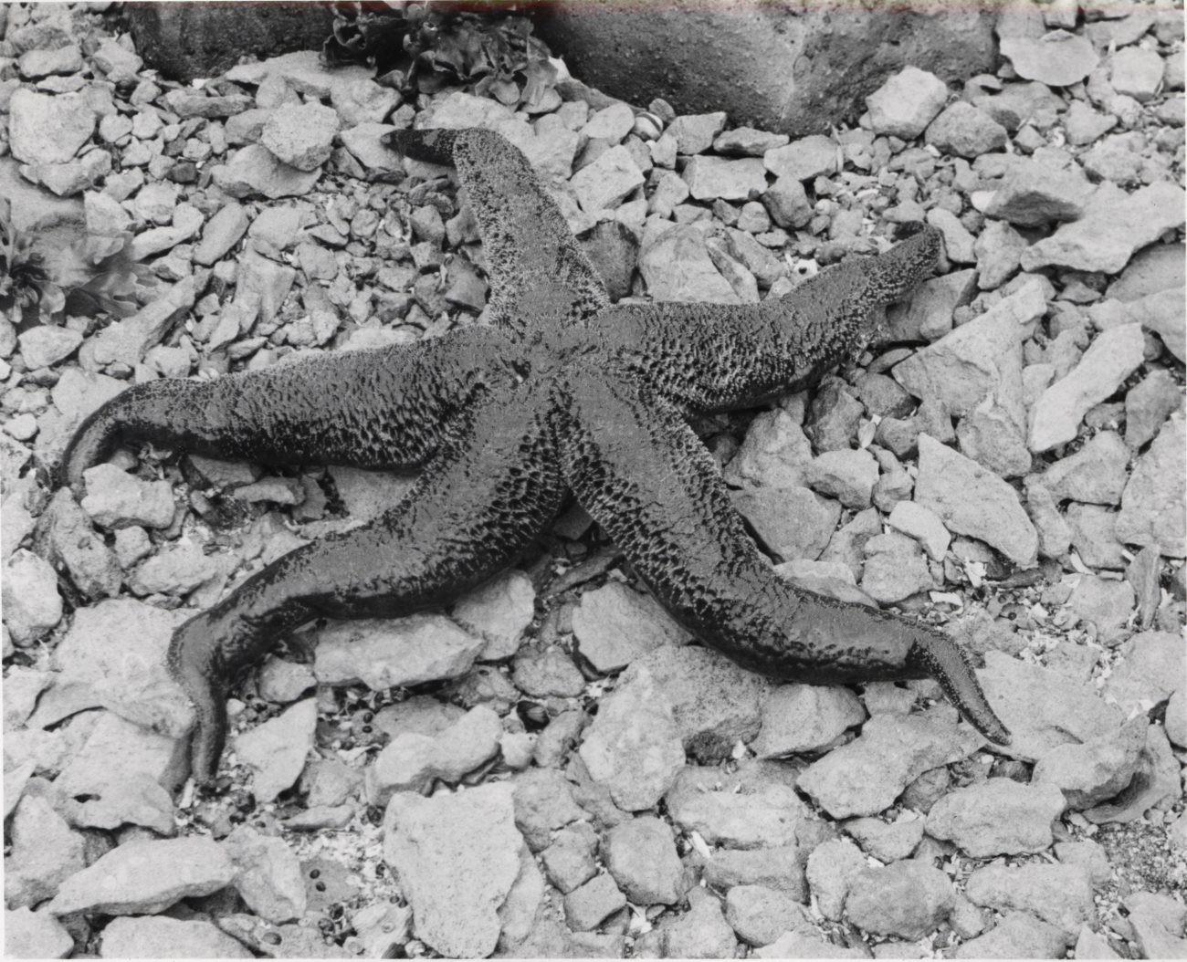 Starfish, a predator of shellfish