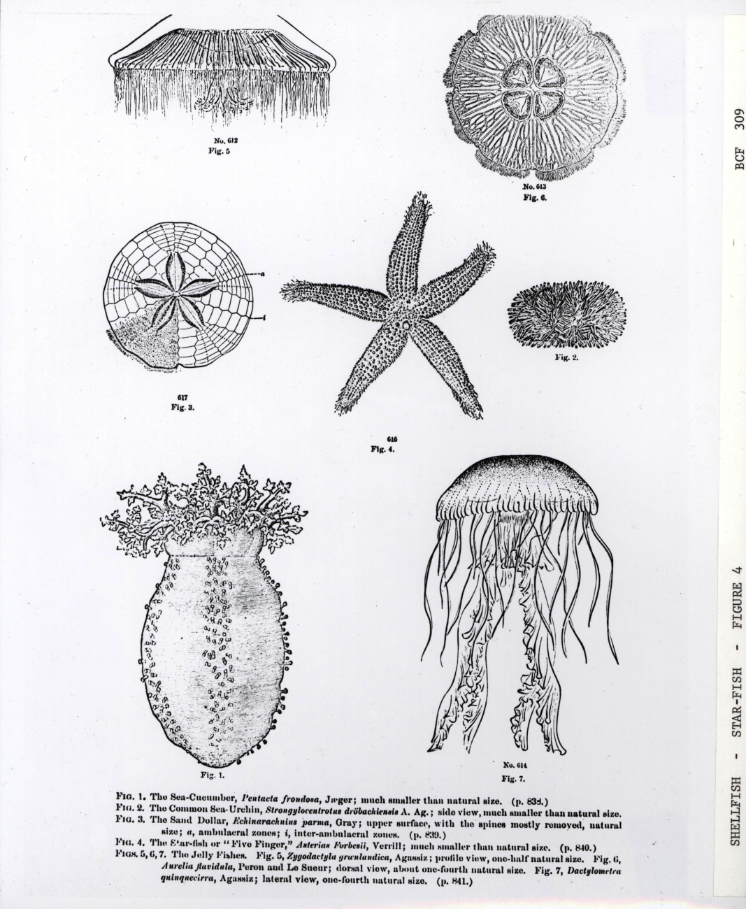 Line drawings of a variety of echinoderms and coelenterates