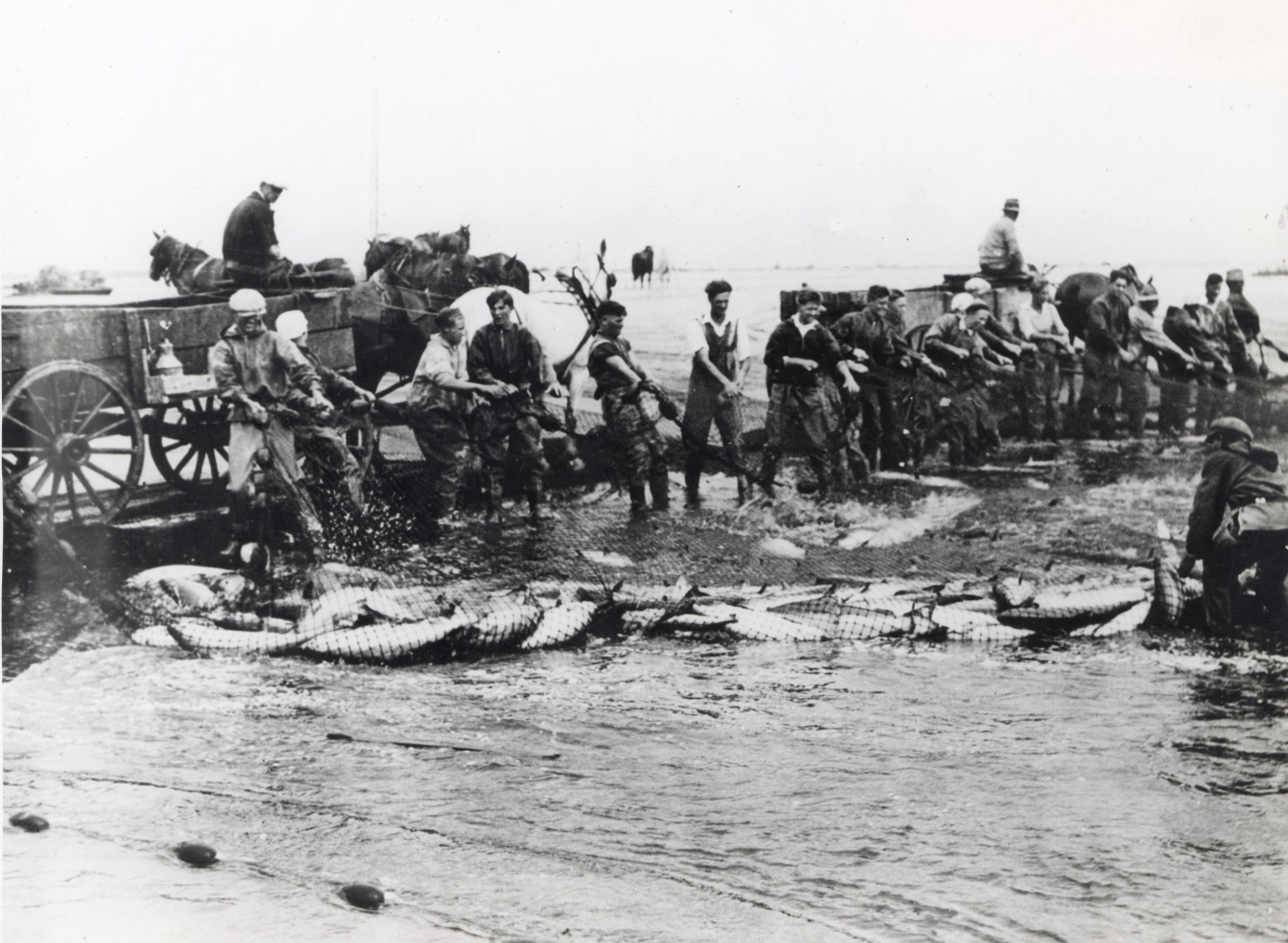 A fine haul - At Astoria, Oregon, these men hauling in a beach seine heavy withColumbia River salmon