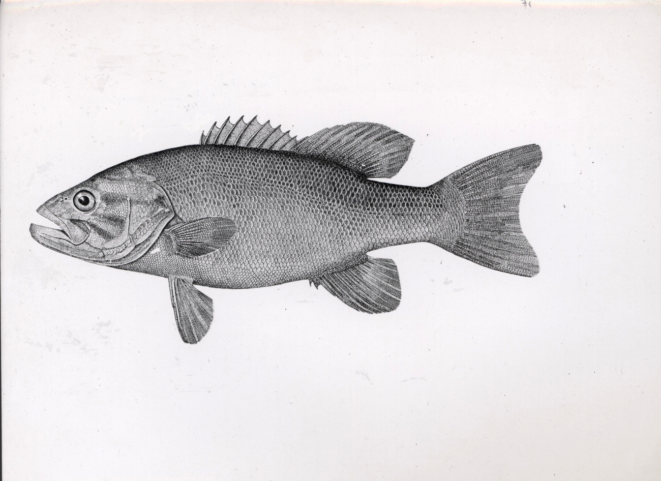 Drawing of bass