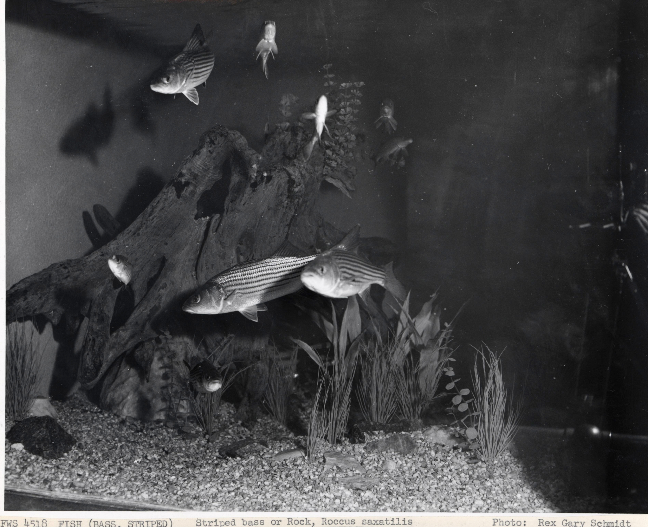 Striped bass, Roccus saxatilis, in an aquarium
