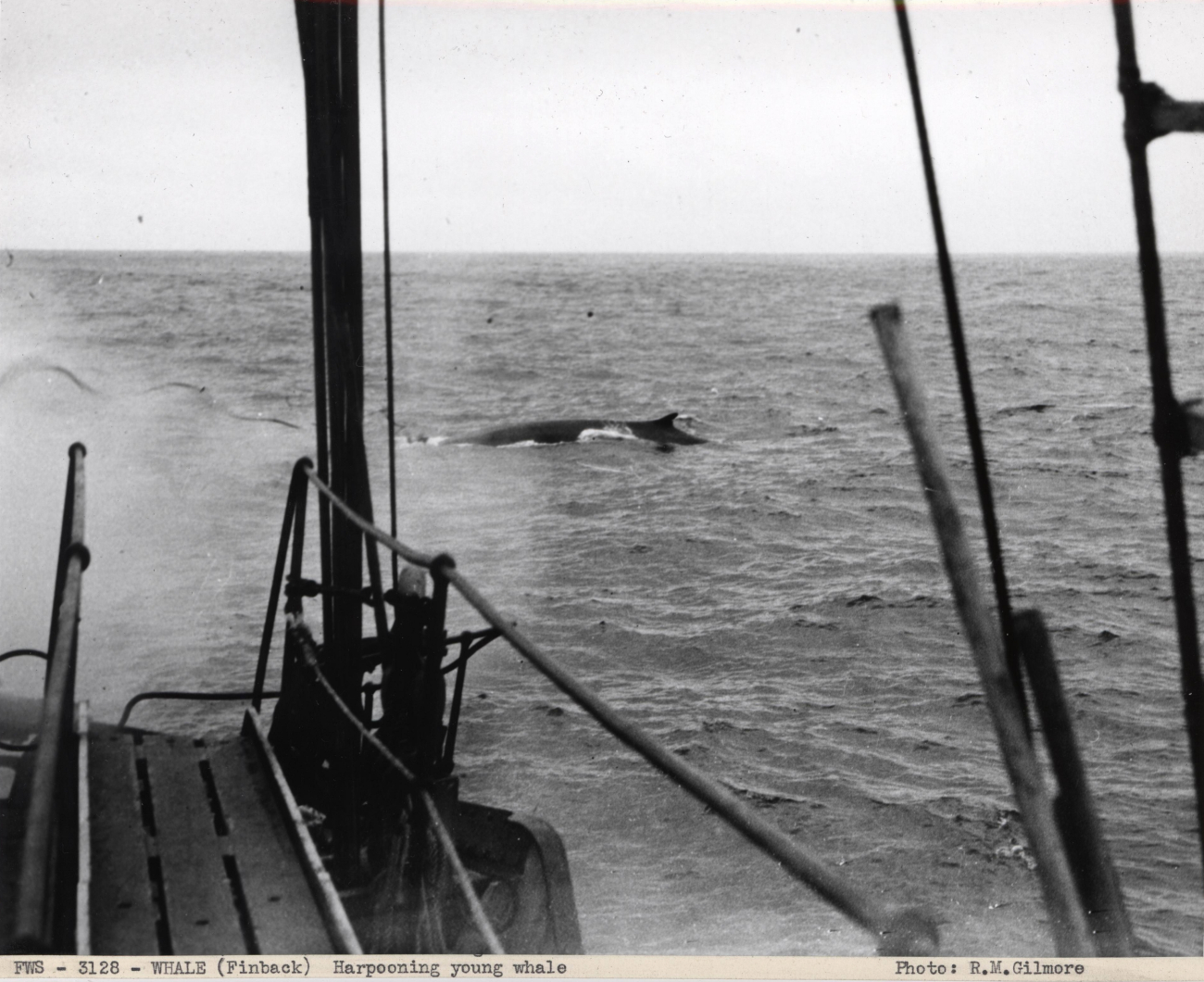 Harpooning a young finback whale