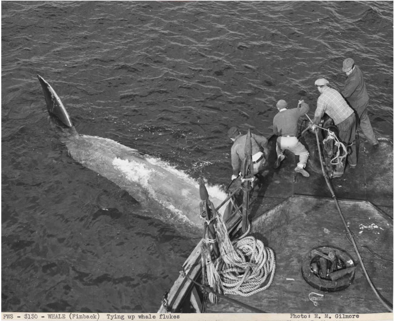 Tying up finback whale flukes to boat