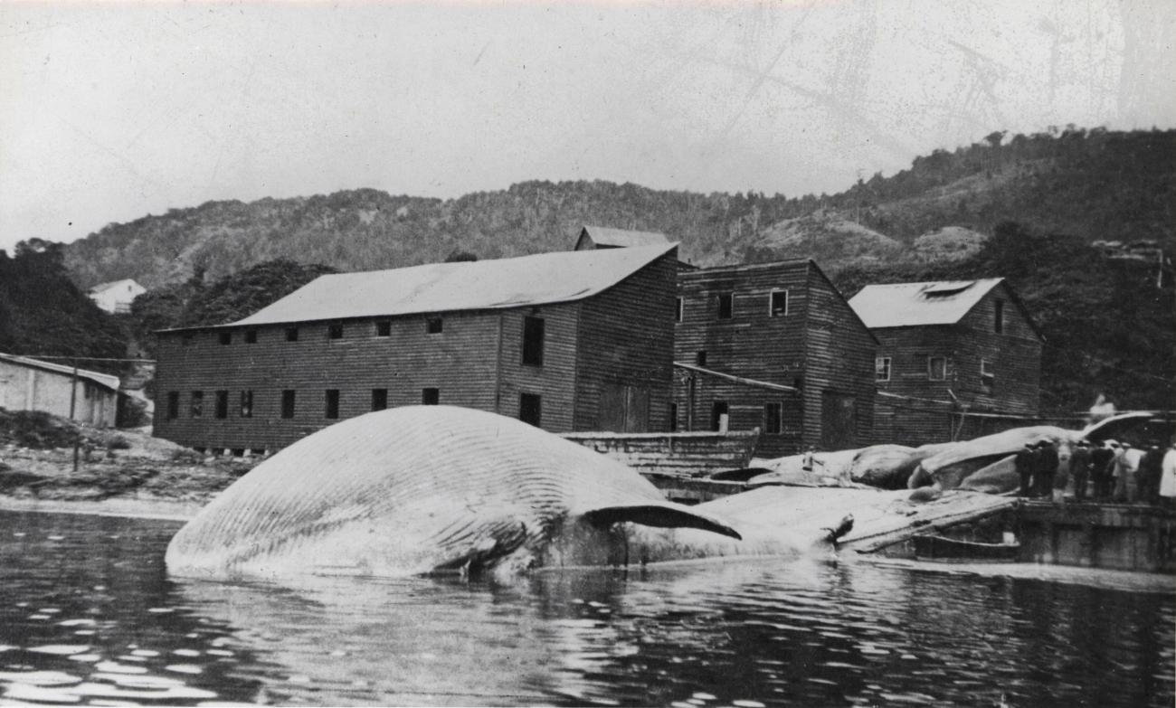 Whale carcasses prior to being taken to flensing deck