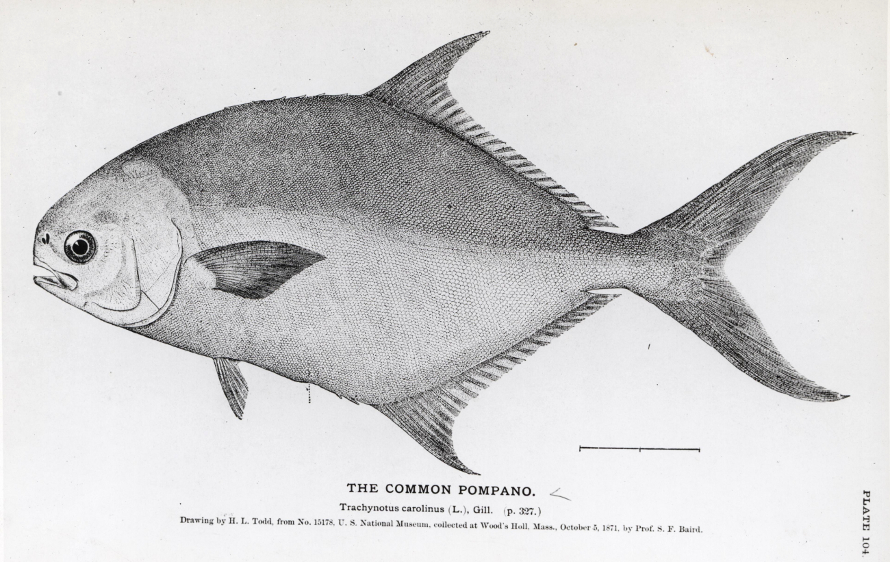 Drawing of the common pompano (Trachynotus carolinus) by H