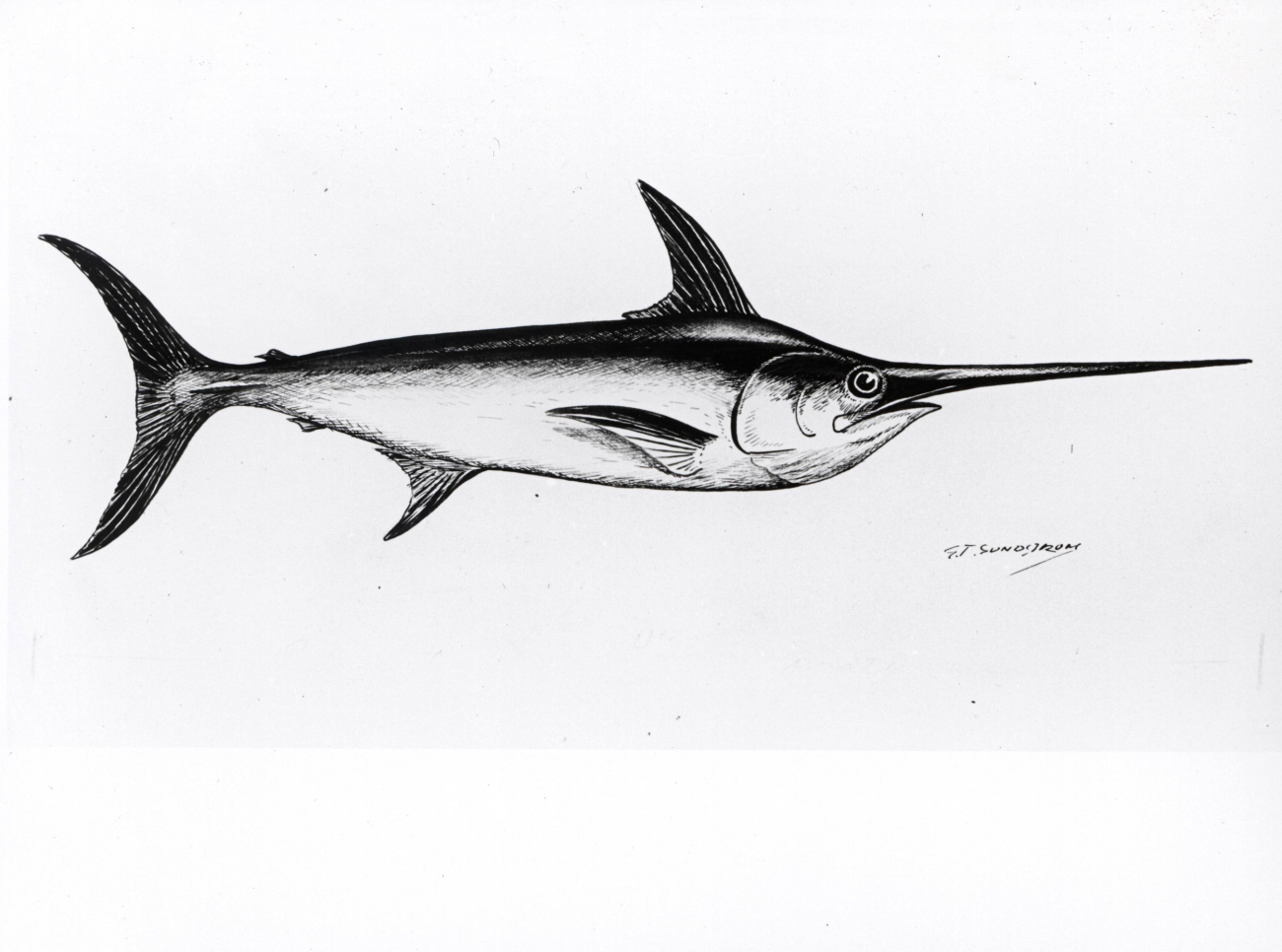 Broadbill swordfish (Xiphias gladius)