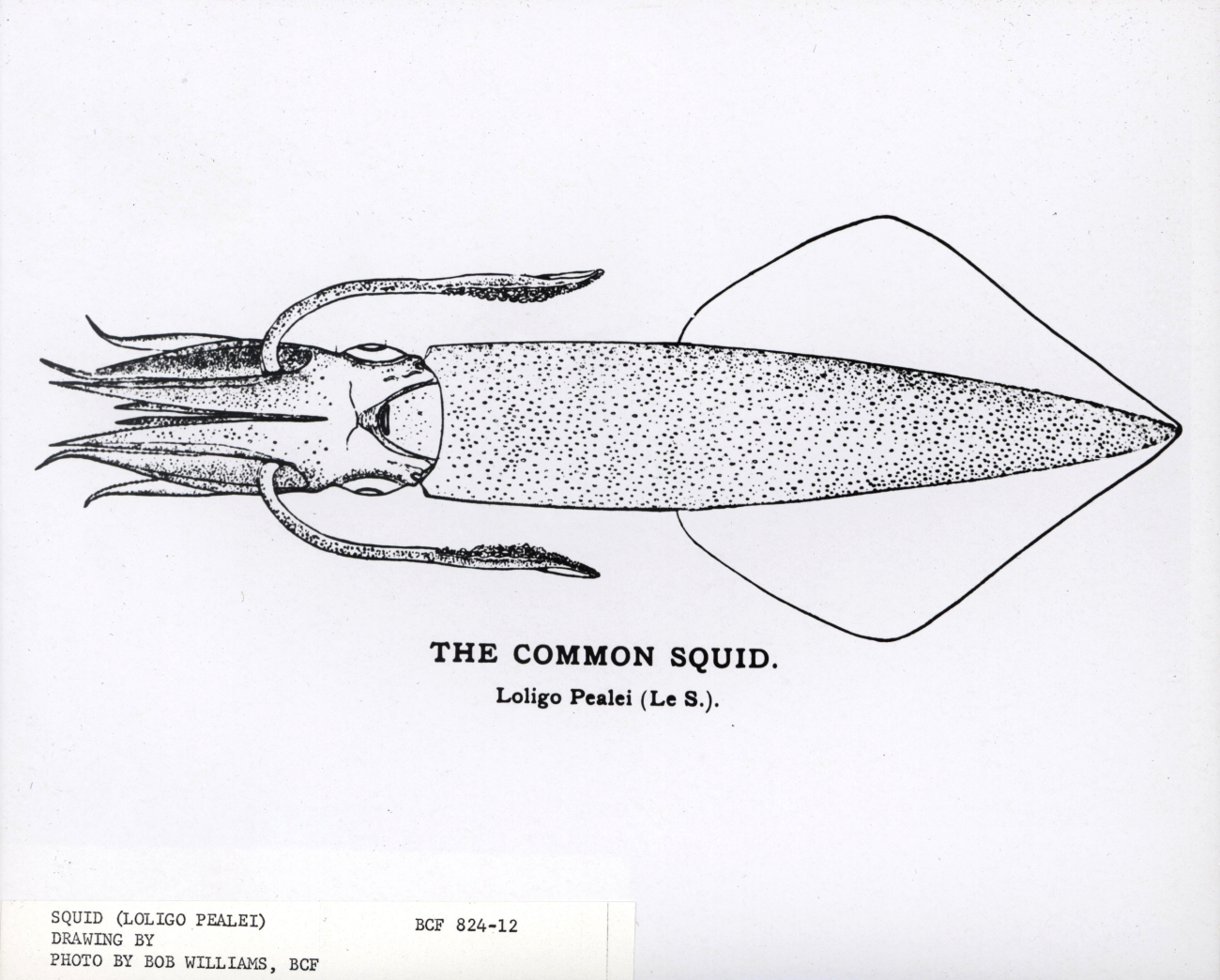Drawing of common squid (Loligo pealei)