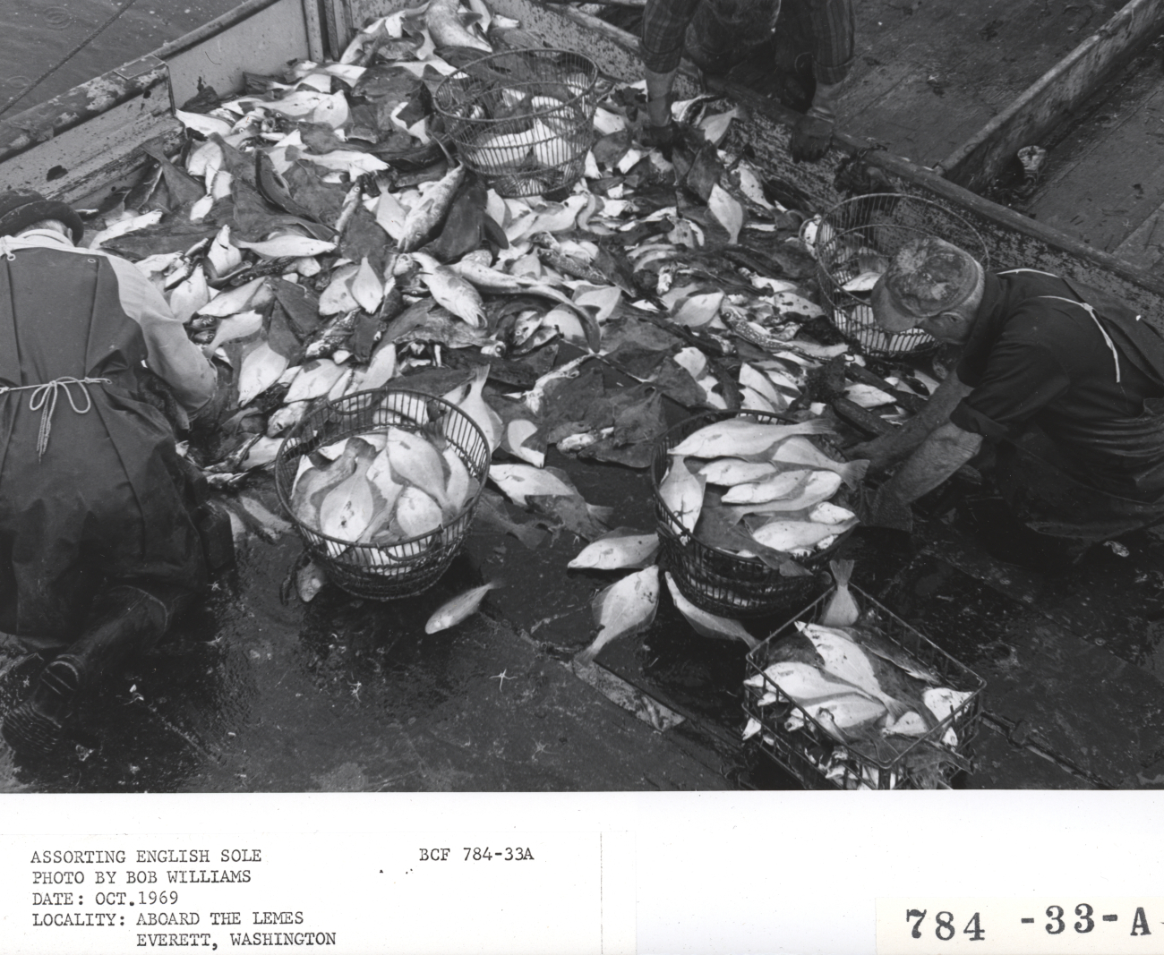 Sorting English sole aboard the fishing vessel LEMES