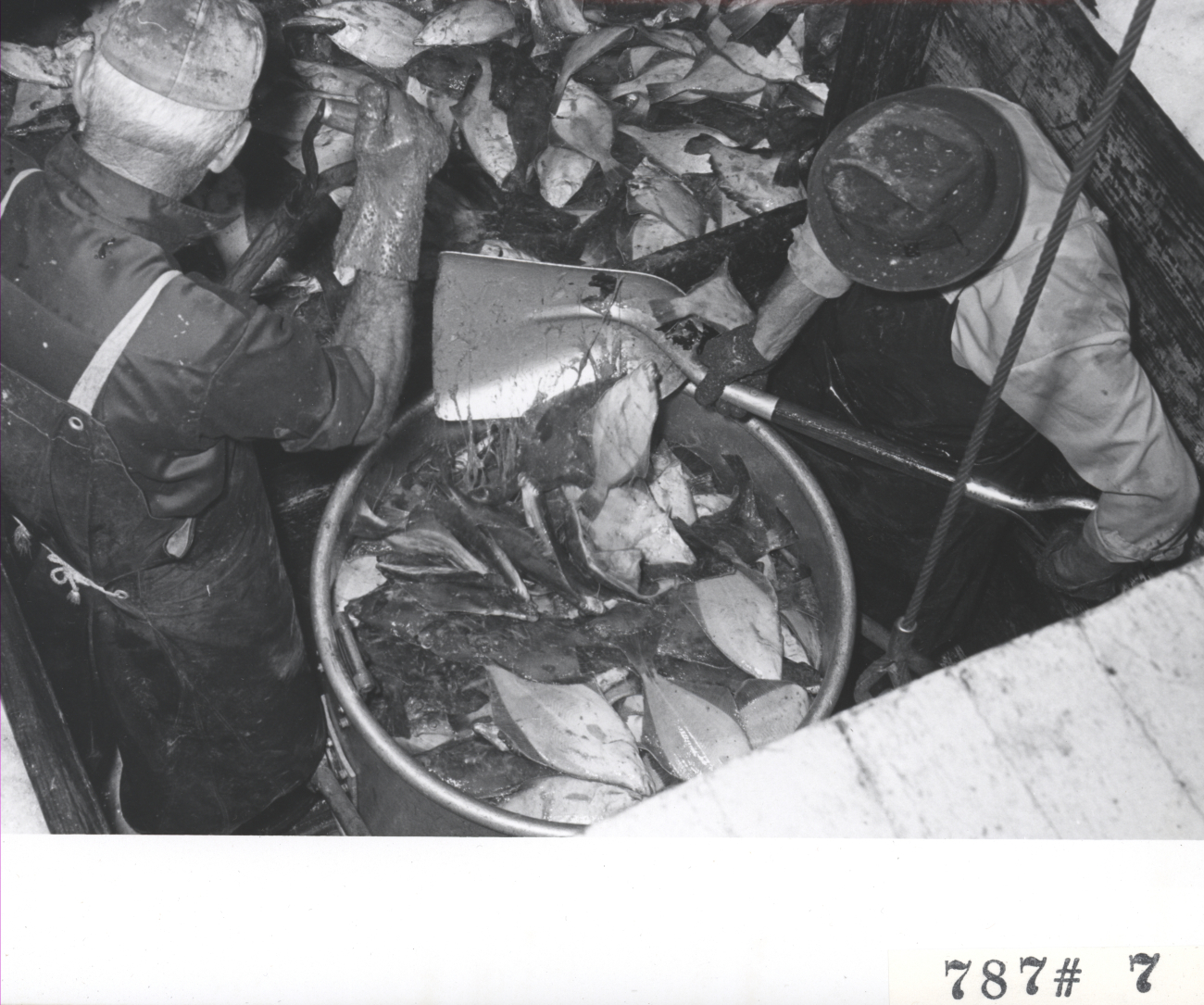 Shoveling fish into buckets for offloading F/V LEMES and processing atEverett Fish Company