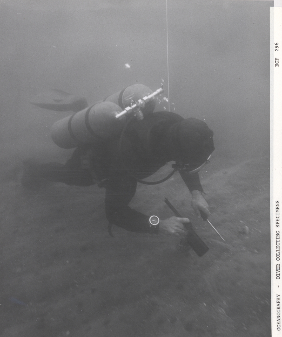 Diver collecting specimens and observing bottom organisms