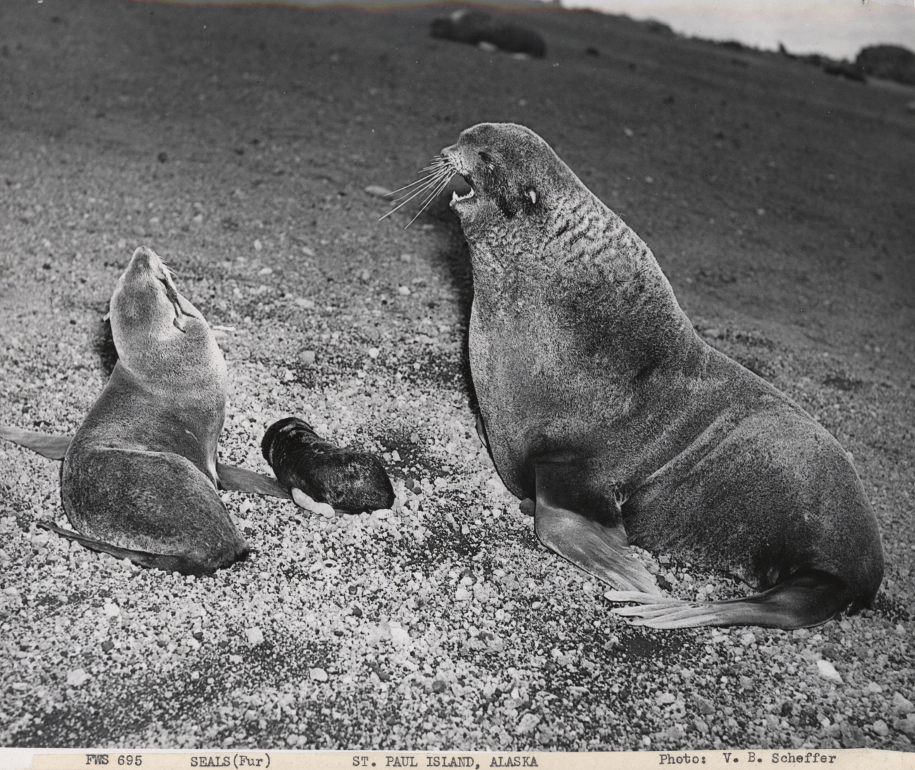 Fur seal bull, cow, and pup