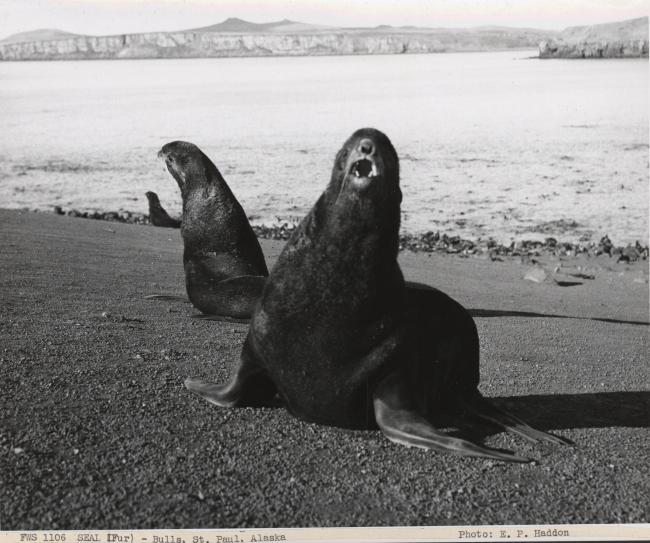 Bull fur seals on the beach
