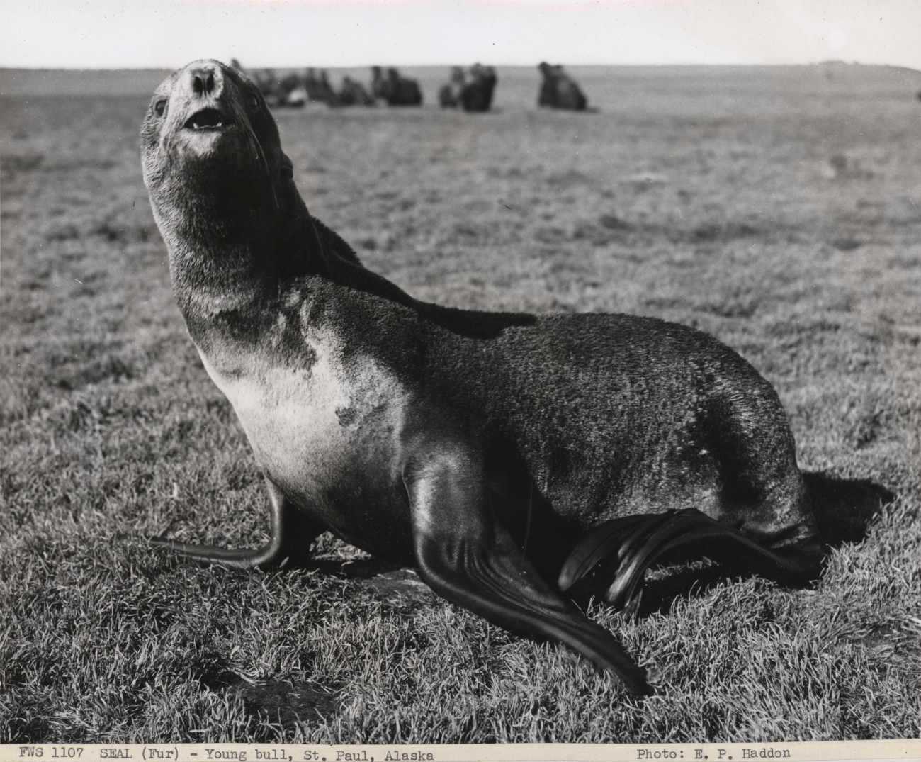 Young bull fur seal