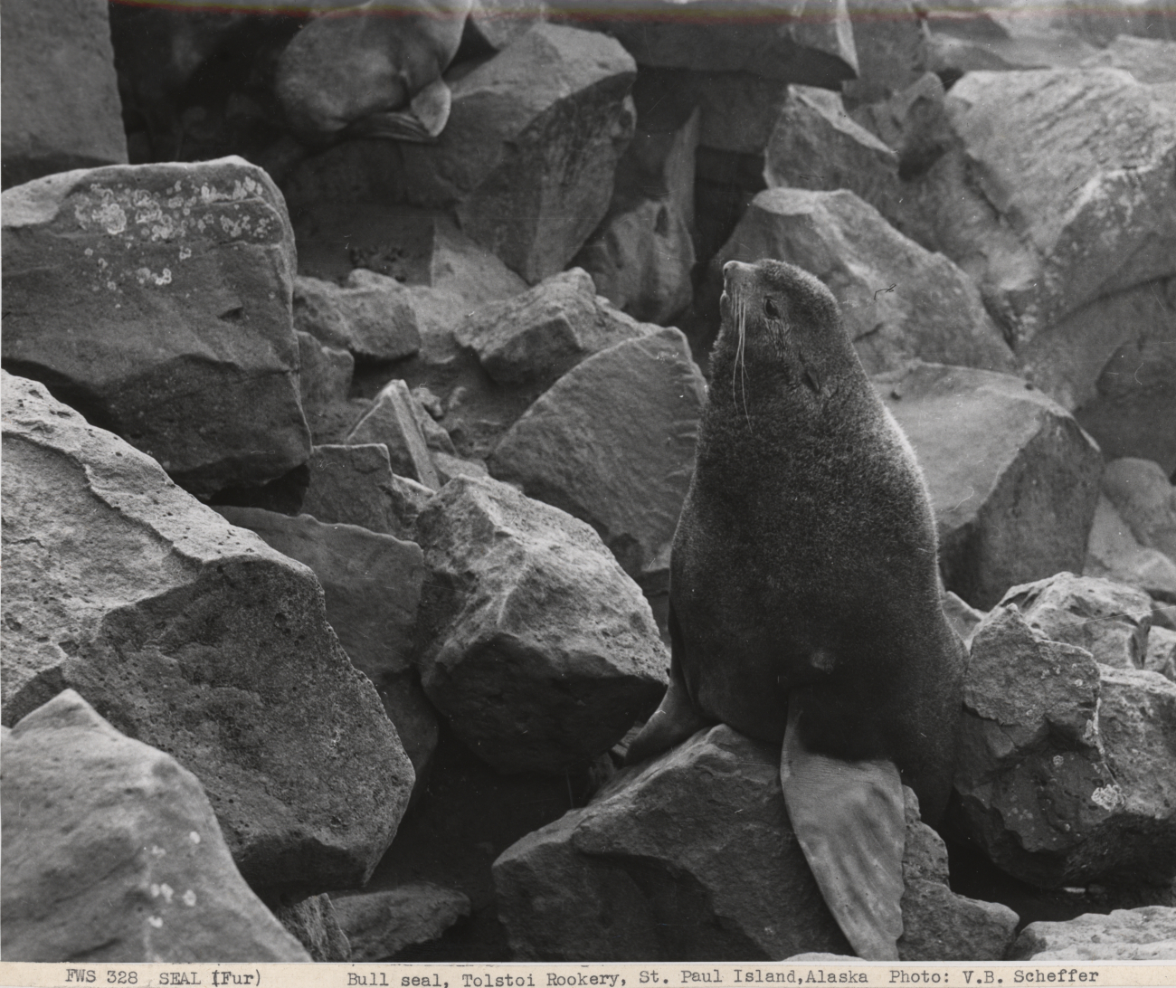 Bull fur seal at Tolstoi Rookery