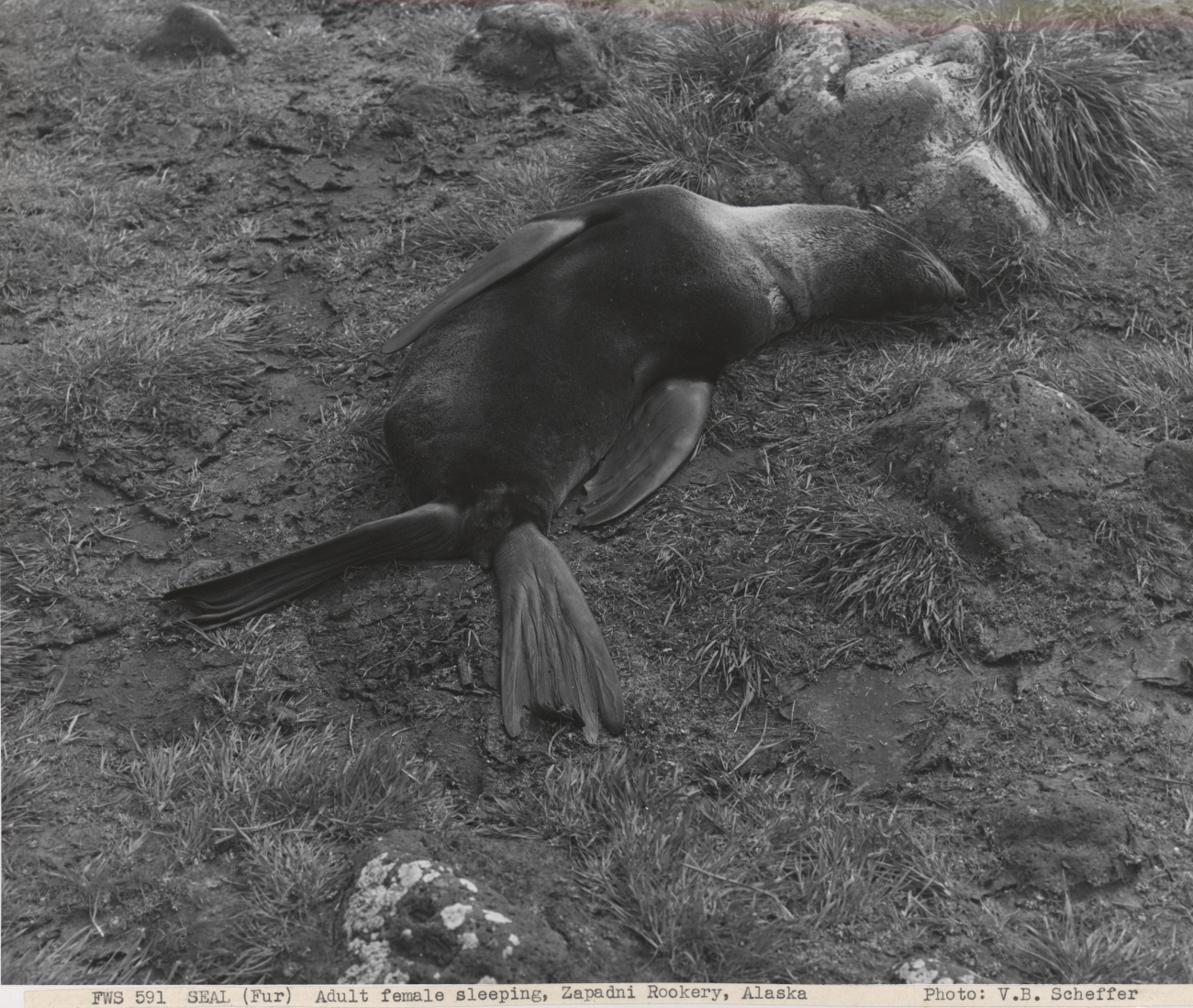 Adult female fur seal sleeping at Zapadni Rookery
