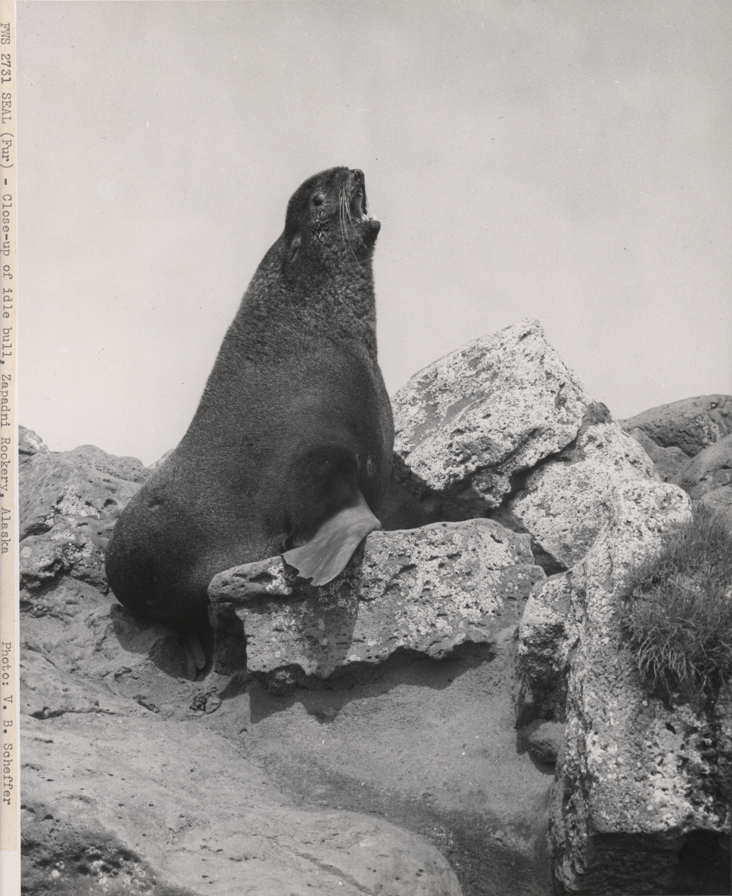 Idle bull fur seal at Zapadni Rookery voicing displeasure at human intrusion