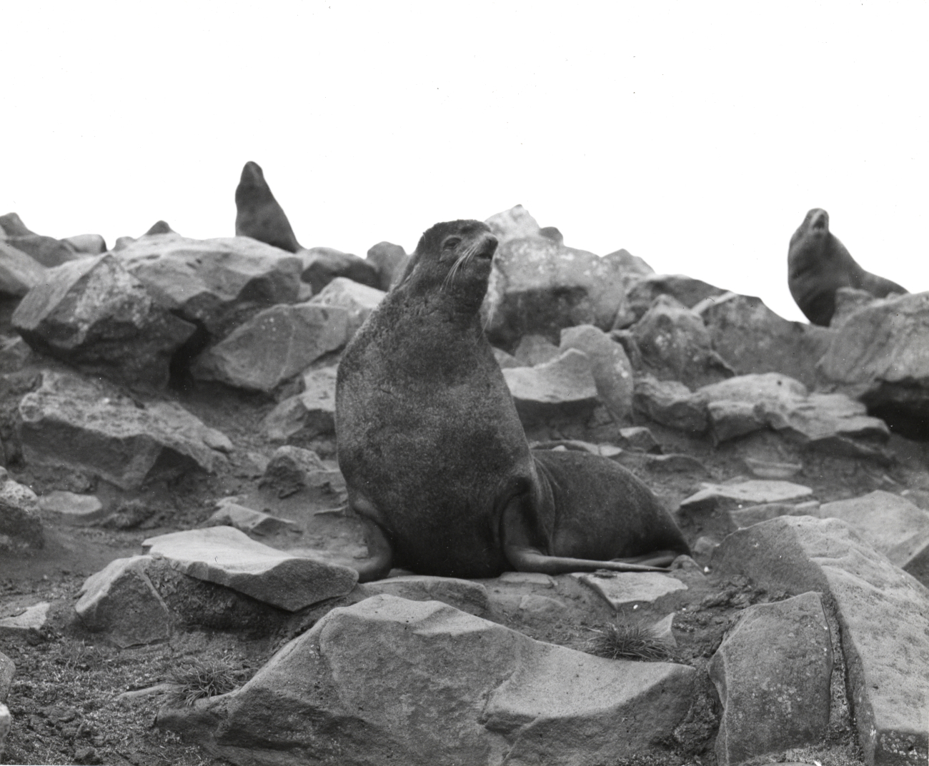 Idle bull fur seals
