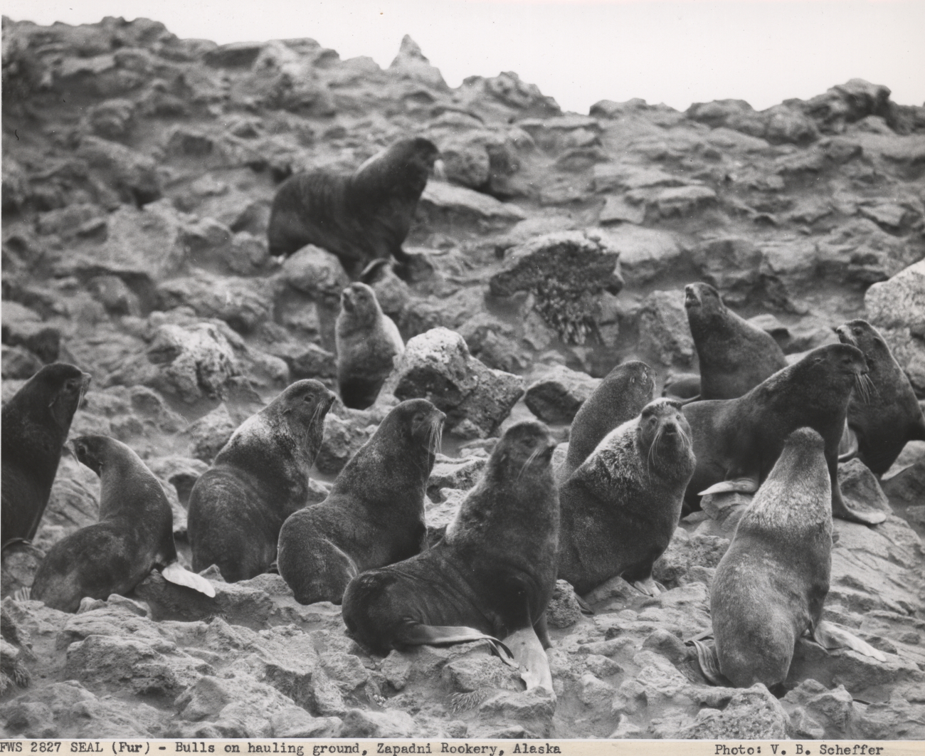 Fur seal bulls on the hauling ground