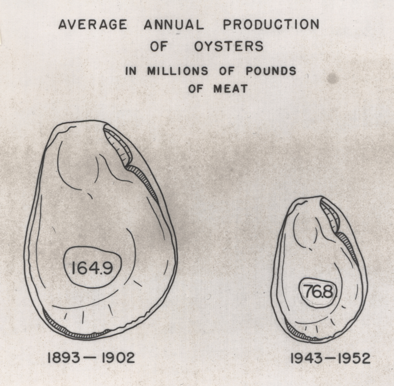 Average annual production of oysters in pounds showing decline when comparing1893-1902 (164