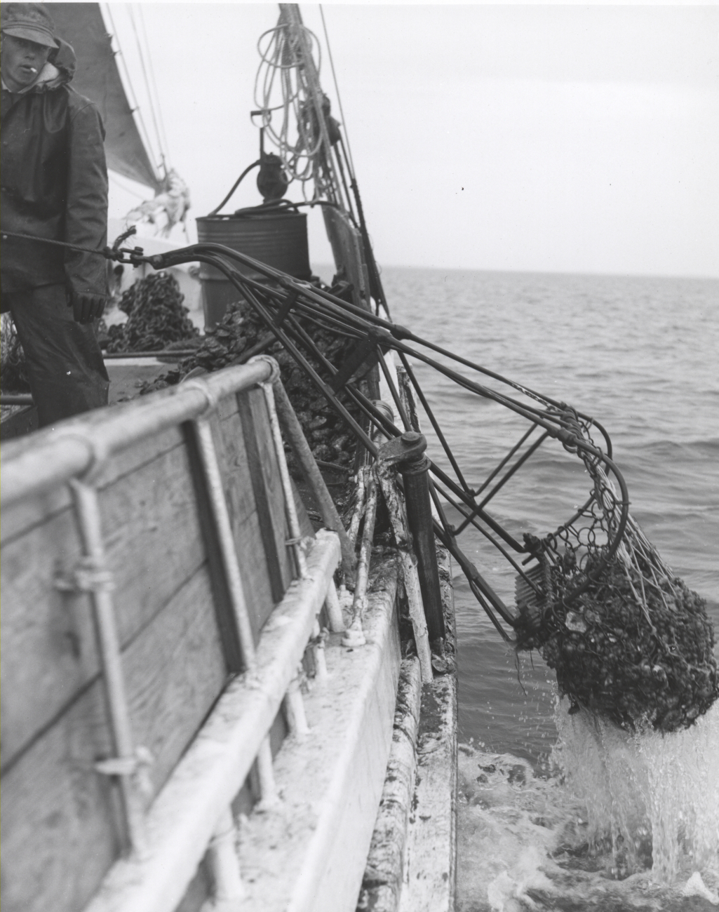 Oyster dredge on Chesapeake Bay skipjack