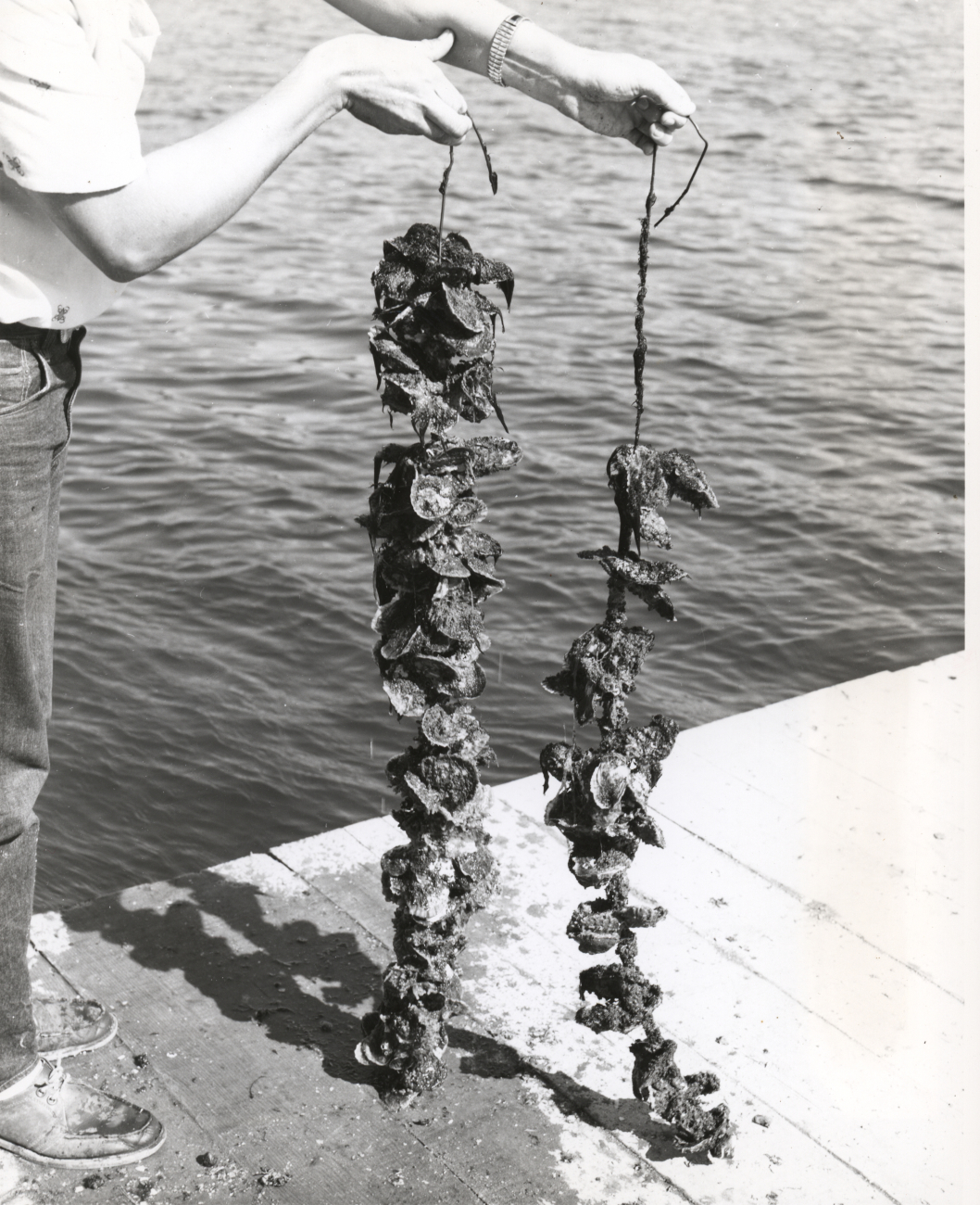 Oysters growing on strings which had been suspended from a raft